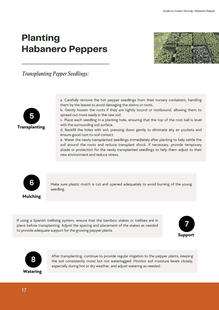 Holland Greentech Ghana-Planting Habanero Peppers